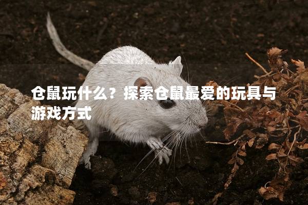 仓鼠玩什么？探索仓鼠最爱的玩具与游戏方式