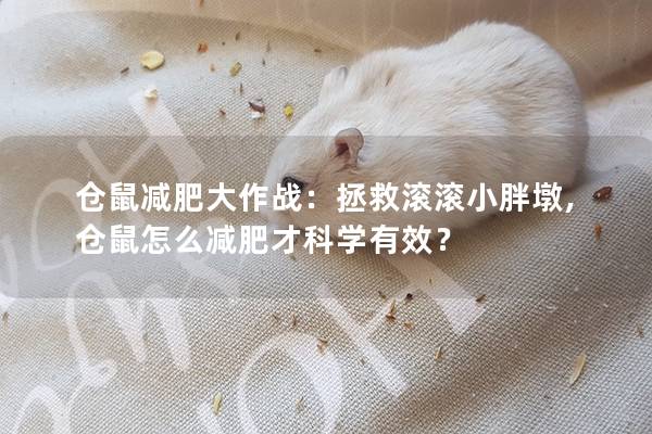仓鼠减肥大作战：拯救滚滚小胖墩,仓鼠怎么减肥才科学有效？