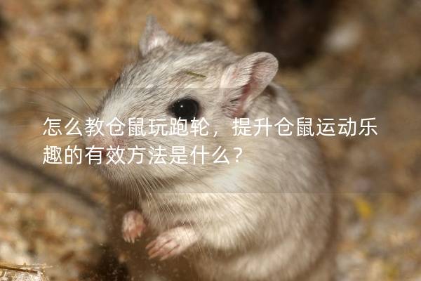 怎么教仓鼠玩跑轮，提升仓鼠运动乐趣的有效方法是什么？