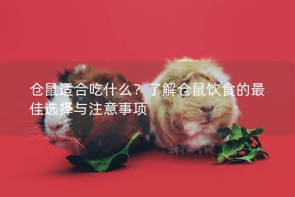 仓鼠适合吃什么？了解仓鼠饮食的最佳选择与注意事项