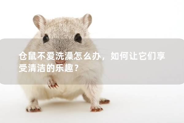 仓鼠不爱洗澡怎么办，如何让它们享受清洁的乐趣？