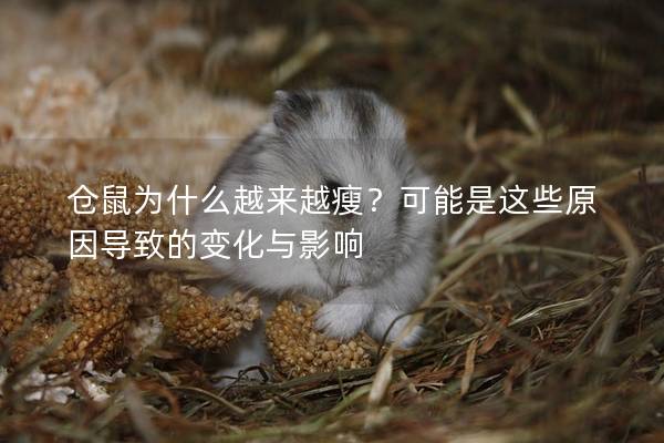 仓鼠为什么越来越瘦？可能是这些原因导致的变化与影响