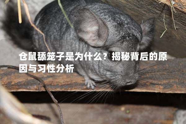 仓鼠舔笼子是为什么？揭秘背后的原因与习性分析