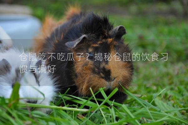 仓鼠吃不吃瓜子？揭秘仓鼠的饮食习惯与偏好