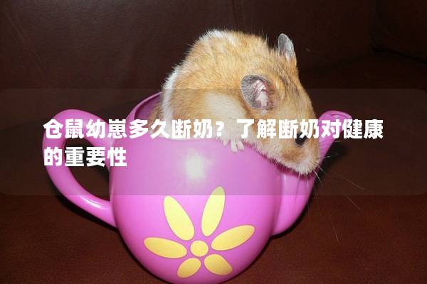 仓鼠幼崽多久断奶？了解断奶对健康的重要性