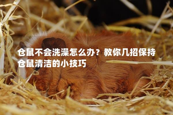 仓鼠不会洗澡怎么办？教你几招保持仓鼠清洁的小技巧