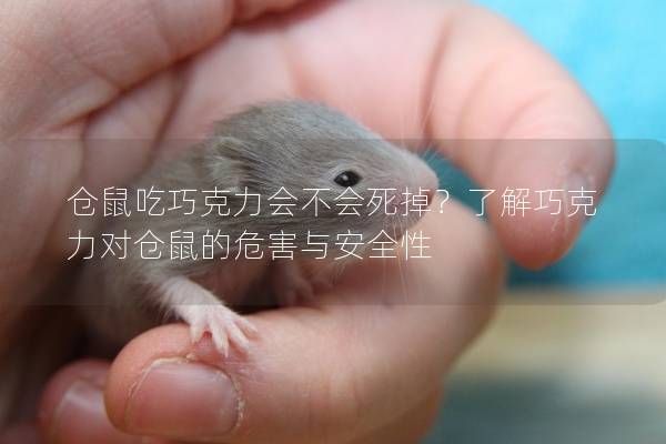 仓鼠吃巧克力会不会死掉？了解巧克力对仓鼠的危害与安全性