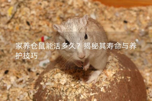 家养仓鼠能活多久？揭秘其寿命与养护技巧