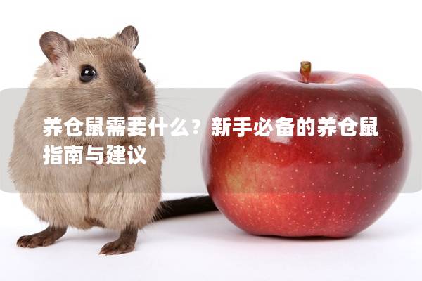 养仓鼠需要什么？新手必备的养仓鼠指南与建议