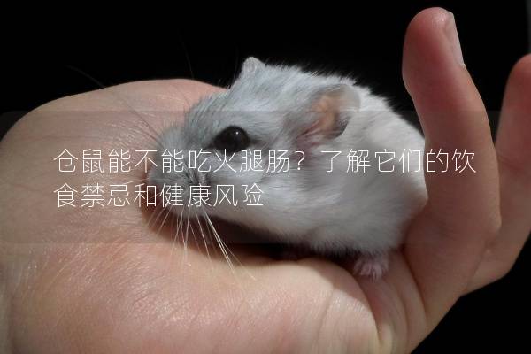 仓鼠能不能吃火腿肠？了解它们的饮食禁忌和健康风险