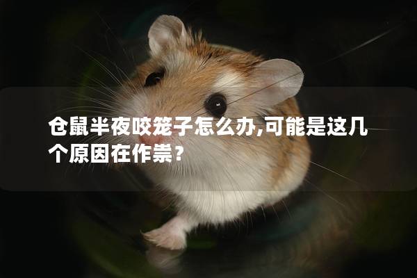 仓鼠半夜咬笼子怎么办,可能是这几个原因在作祟？