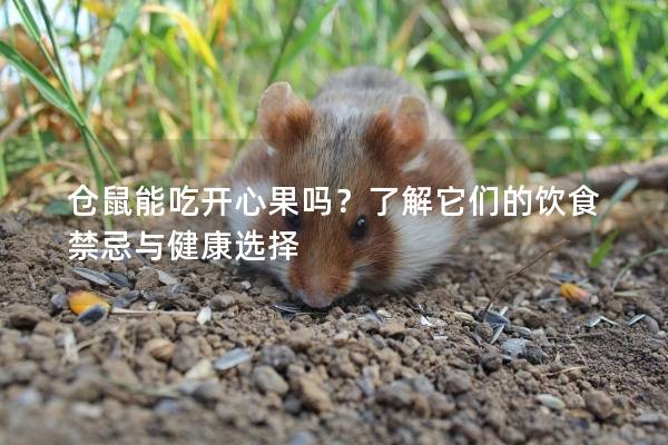 仓鼠能吃开心果吗？了解它们的饮食禁忌与健康选择