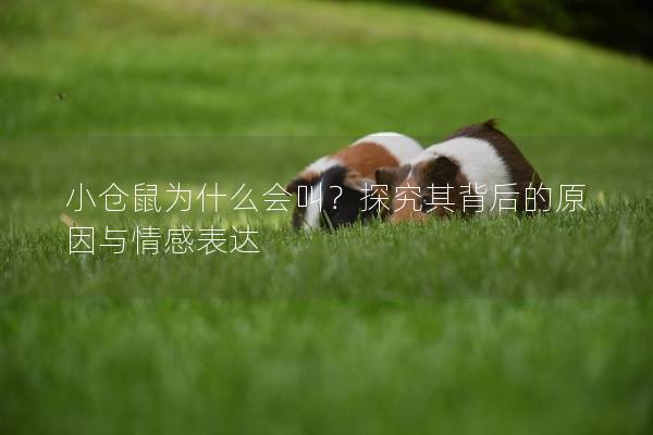 小仓鼠为什么会叫？探究其背后的原因与情感表达