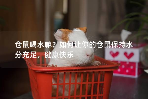仓鼠喝水嘛？如何让你的仓鼠保持水分充足，健康快乐