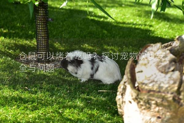 仓鼠可以烤着吃吗？探讨宠物饮食安全与问题