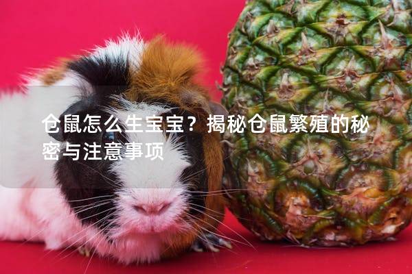 仓鼠怎么生宝宝？揭秘仓鼠繁殖的秘密与注意事项