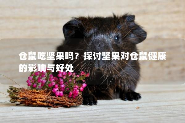 仓鼠吃坚果吗？探讨坚果对仓鼠健康的影响与好处