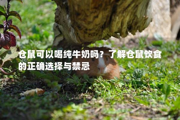 仓鼠可以喝纯牛奶吗？了解仓鼠饮食的正确选择与禁忌