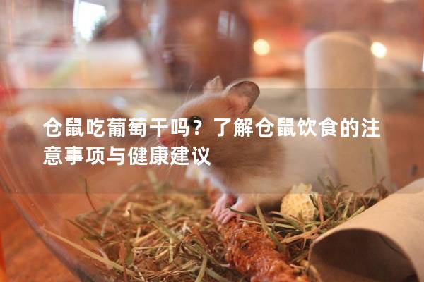 仓鼠吃葡萄干吗？了解仓鼠饮食的注意事项与健康建议