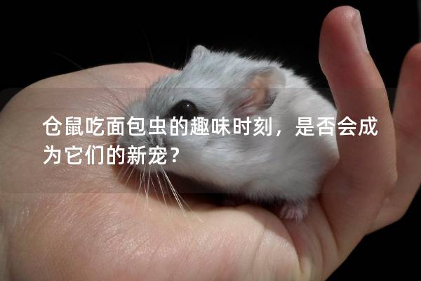 仓鼠吃面包虫的趣味时刻，是否会成为它们的新宠？