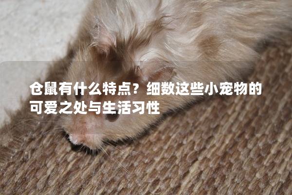 仓鼠有什么特点？细数这些小宠物的可爱之处与生活习性