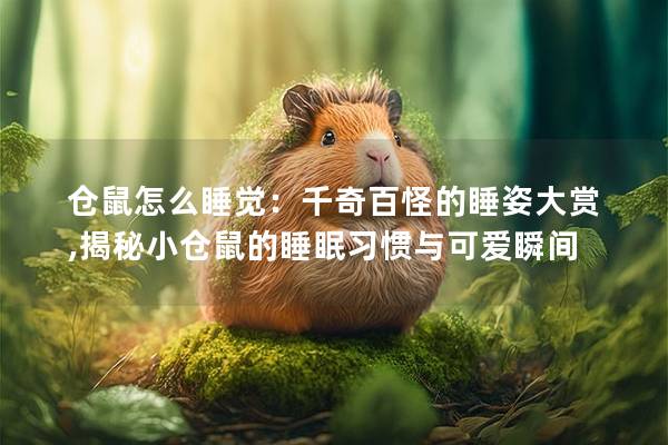 仓鼠怎么睡觉：千奇百怪的睡姿大赏,揭秘小仓鼠的睡眠习惯与可爱瞬间