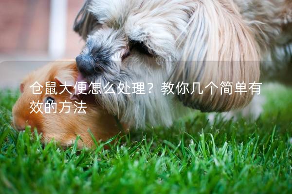 仓鼠大便怎么处理？教你几个简单有效的方法