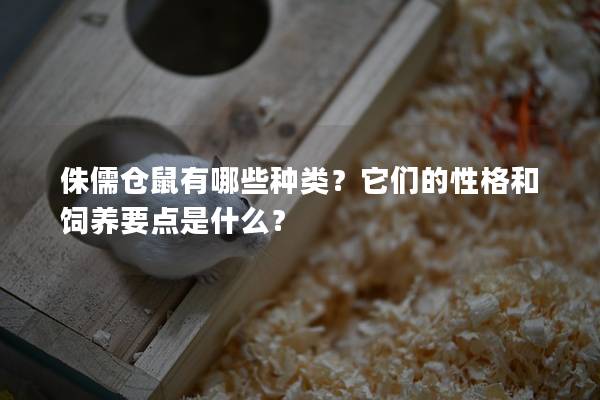 侏儒仓鼠有哪些种类？它们的性格和饲养要点是什么？