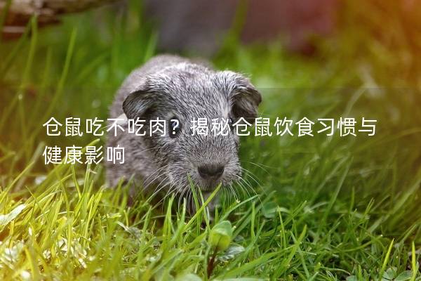 仓鼠吃不吃肉？揭秘仓鼠饮食习惯与健康影响
