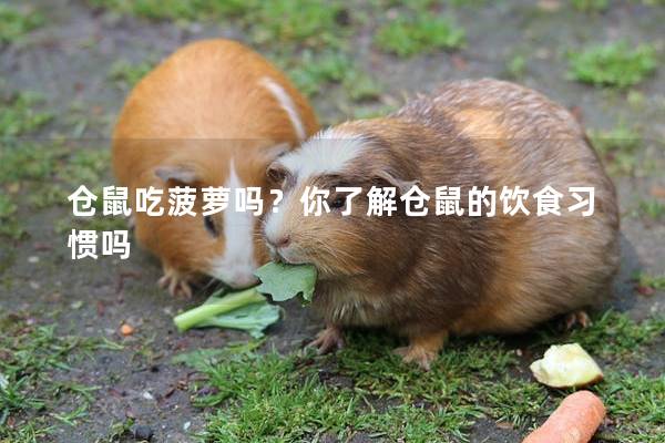 仓鼠吃菠萝吗？你了解仓鼠的饮食习惯吗