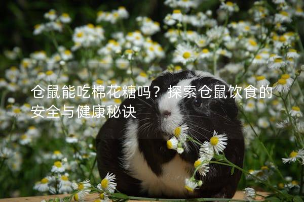 仓鼠能吃棉花糖吗？探索仓鼠饮食的安全与健康秘诀