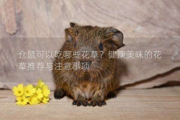 仓鼠可以吃哪些花草？健康美味的花草推荐与注意事项