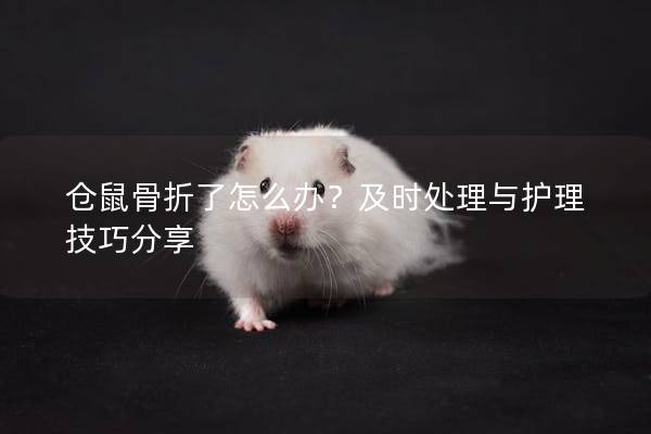 仓鼠骨折了怎么办？及时处理与护理技巧分享