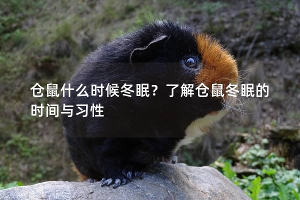 仓鼠什么时候冬眠？了解仓鼠冬眠的时间与习性