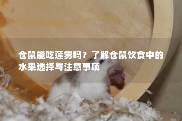仓鼠能吃莲雾吗？了解仓鼠饮食中的水果选择与注意事项