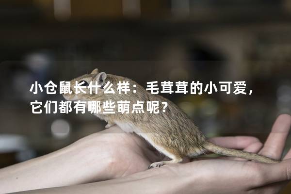 小仓鼠长什么样：毛茸茸的小可爱，它们都有哪些萌点呢？