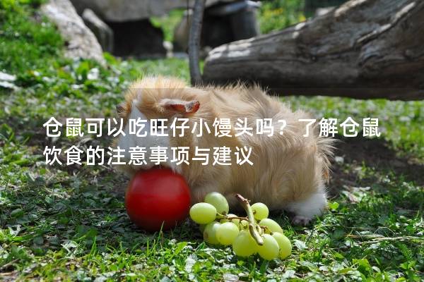 仓鼠可以吃旺仔小馒头吗？了解仓鼠饮食的注意事项与建议