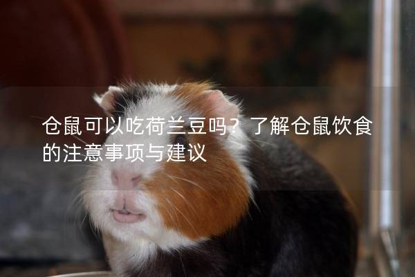 仓鼠可以吃荷兰豆吗？了解仓鼠饮食的注意事项与建议