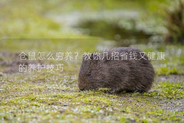 仓鼠怎么穷养？教你几招省钱又健康的养护技巧