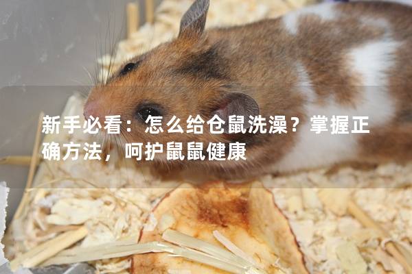 新手必看：怎么给仓鼠洗澡？掌握正确方法，呵护鼠鼠健康