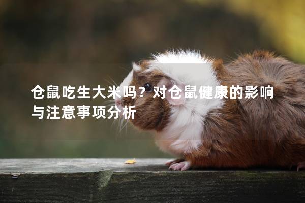 仓鼠吃生大米吗？对仓鼠健康的影响与注意事项分析