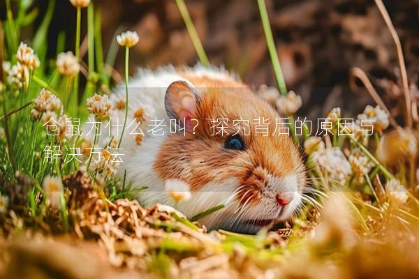 仓鼠为什么老叫？探究背后的原因与解决方法