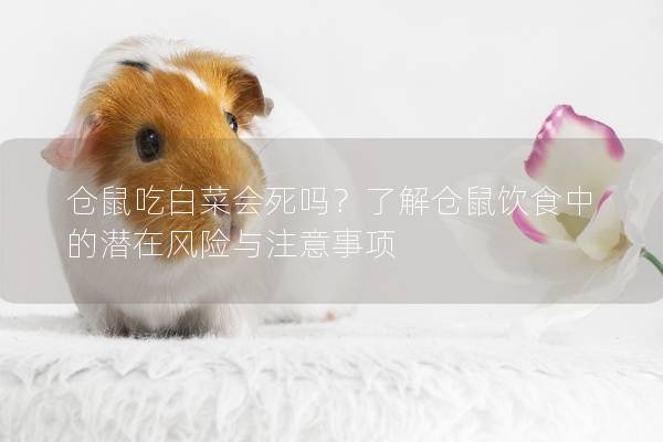 仓鼠吃白菜会死吗？了解仓鼠饮食中的潜在风险与注意事项