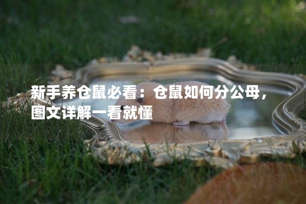 新手养仓鼠必看：仓鼠如何分公母，图文详解一看就懂
