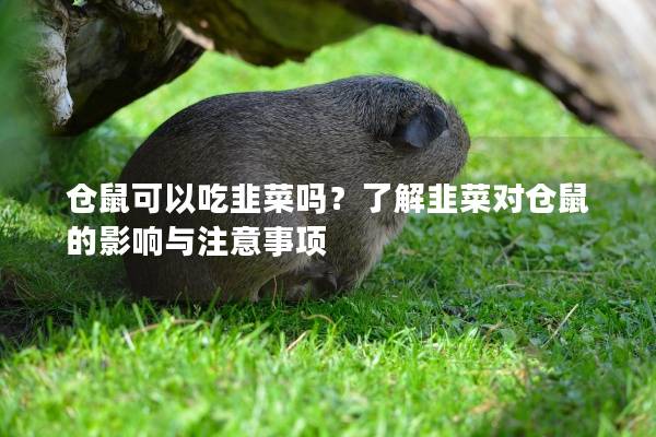 仓鼠可以吃韭菜吗？了解韭菜对仓鼠的影响与注意事项
