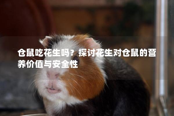 仓鼠吃花生吗？探讨花生对仓鼠的营养价值与安全性