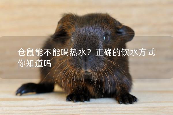 仓鼠能不能喝热水？正确的饮水方式你知道吗
