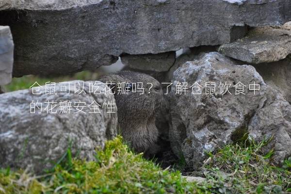 仓鼠可以吃花瓣吗？了解仓鼠饮食中的花瓣安全性