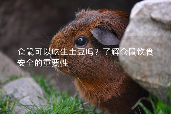 仓鼠可以吃生土豆吗？了解仓鼠饮食安全的重要性