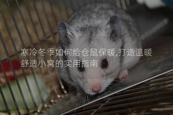 寒冷冬季如何给仓鼠保暖,打造温暖舒适小窝的实用指南
